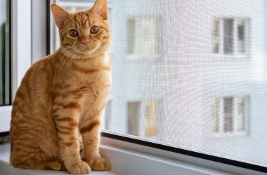 Balıkesir’de evcil kediler için güvenli sineklik sistemi